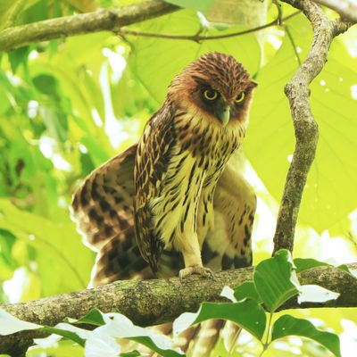 PHILIPPINE EAGLE-OWL - BYZ02585x.jpg