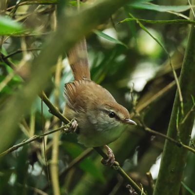 PHILIPPINE BUSH WARBLER - DSCF5132x.jpg