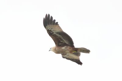BRAHMINY KITE - BYZ03060x.jpg