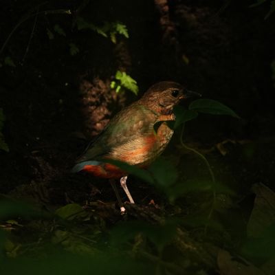 PHILIPPINE PITTA - BYZ05301a.jpg