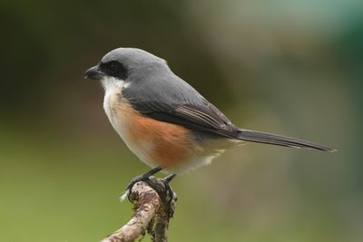 MOUNTAIN SHRIKE - BYZ04083a.jpg