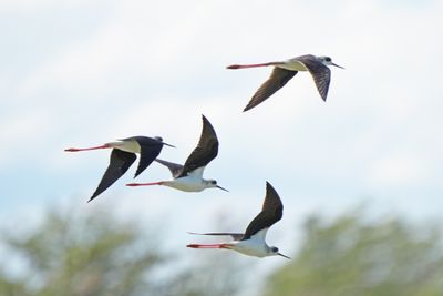 BLACK-WINGED STILTS - BYZ05999aa.jpg