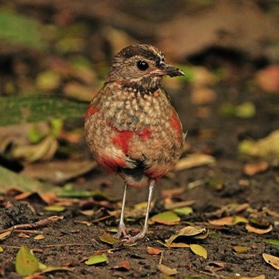 PHILIPPINE PITTA - BYZ05338x.jpg