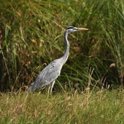 GREY HERON - BYZ05918x.jpg