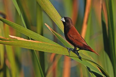 CHESTNUT MUNIA - BYZ05787a.jpg