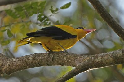 BLACK-NAPED ORIOLE - BYZ05119x.jpg