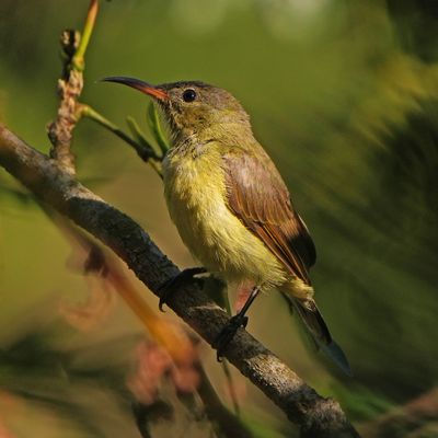 PURPLE-THROATED SUNBIRD - BYZ04580a.jpg