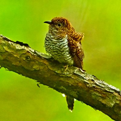 PLAINTIVE CUCKOO - DSCF5579x.jpeg