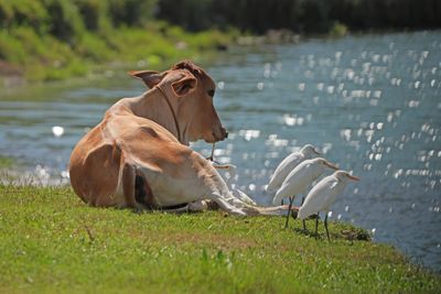 CATTLE EGRET - BYZ06005a.jpg