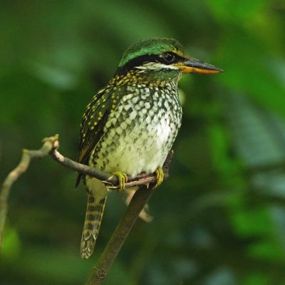 SPOTTED WOOD KINGFISHER - BYZ05727a.jpg