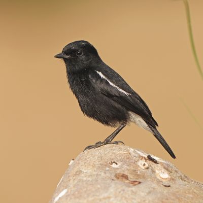 PIED BUSHCHAT - BYZ06319a.jpg