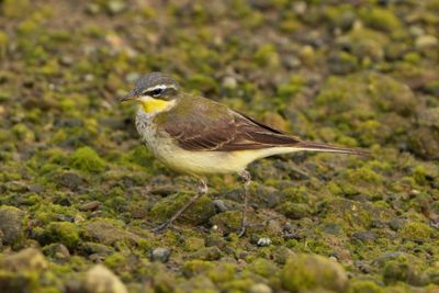 EASTERN YELLOW WAGTAIL - BYZ06288a.jpg