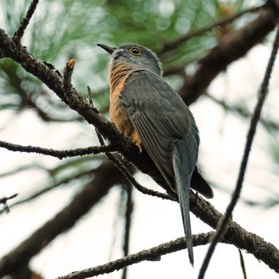 SUNDA BRUSH CUCKOO - DSCF5691a.jpg