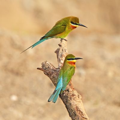 BLUE-TAILED BEE-EATER - BYZ06321a.jpg