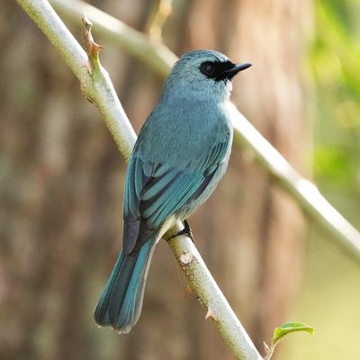 TURQUOISE FLYCATCHER - BYZ06524a.jpg