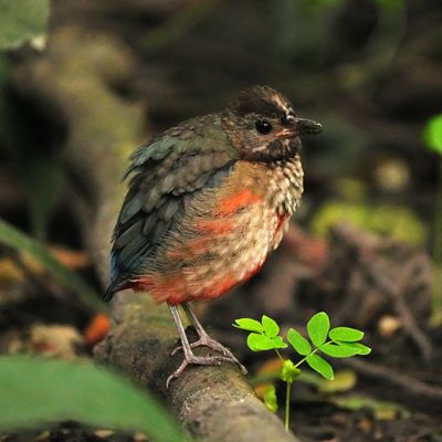 PHILIPPINE PITTA - BYZ05369x.jpg