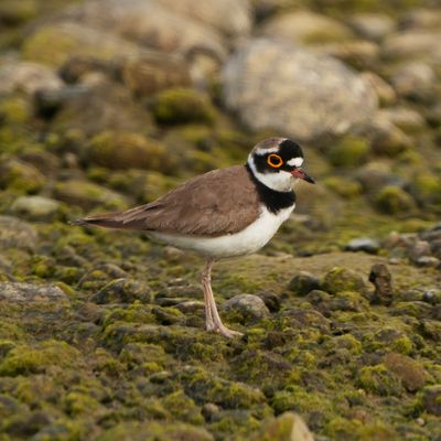 LITTLE RINGED PLOVER - BYZ06267x.jpg