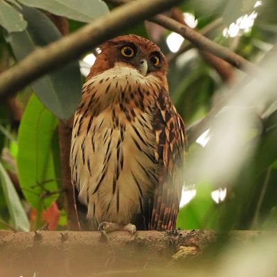 PHILIPPINE EAGLE-OWL - BYZ06678x.jpg
