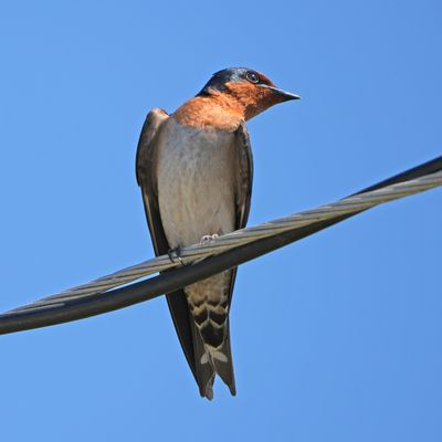 PACIFIC SWALLOW - BYZ05862x.jpg