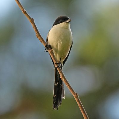 LONG-TAILED SHRIKE - BYZ04916a.jpg