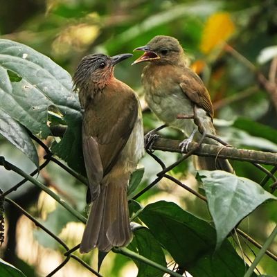 PHILIPPINE BULBUL - BYZ06230x.jpg