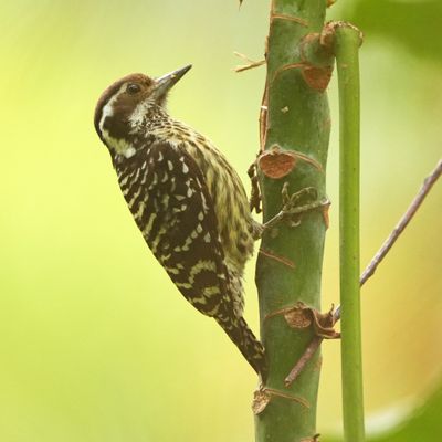 PHILIPPINE PYGMY WOODPECKER - BYZ06789a.jpg