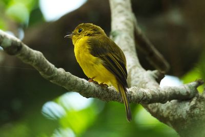 CITRINE CANARY-FLYCATCHER - DSCF2460a.jpg