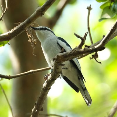 PIED TRILLER - DSCF4282A.jpg