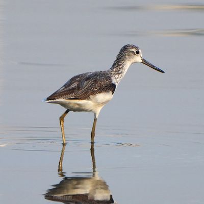 COMMON GREENSHANK - BYZ03768a.jpg