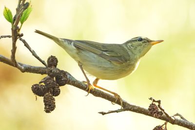 ARCTIC WARBLER - DSCF5842x.jpg