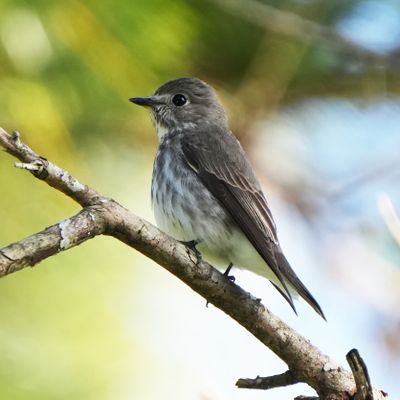 GREY-STREAKED FLYCATCHER - BYZ06059x.jpg