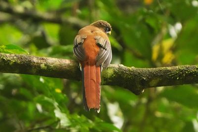 PHILIPPINE TROGON - BYZ07447x.jpg