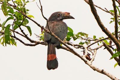 LUZON HORNBILL - BYZ07341x.jpg