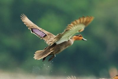 PHILIPPINE DUCK - DSCF6210xx.jpg