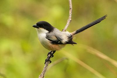LONG-TAILED SHRIKE - BYZ07261a.jpg