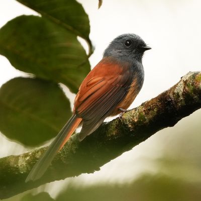 BLUE-HEADED FANTAIL - BYZ02744a.jpg