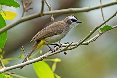 YELLOW-VENTED BULBUL - BYZ06717x.jpg