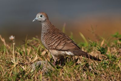 ZEBRA DOVE - BYZ06441a.jpg