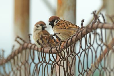 EURASIAN TREE SPARROW - DSCF6029a.jpg