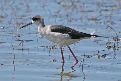 BLACK-WINGED STILT - BYZ05961a.jpg