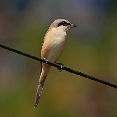 BROWN SHRIKE - BYZ06031a.jpg