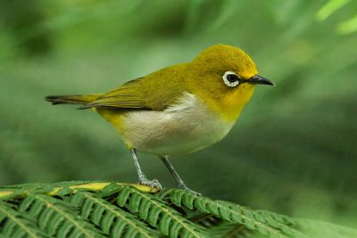 WARBLING WHITE-EYE - DSCF2963x.jpg