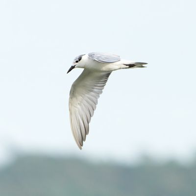 WHISKERED TERN - BYZ06342x.jpg