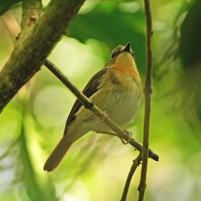 BUNDOK FLYCATCHER - BYZ06134x.jpg