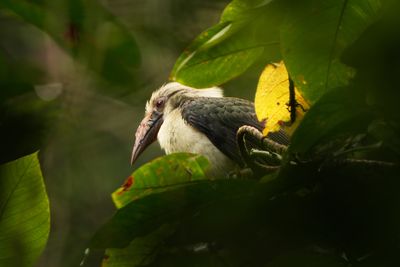 LUZON HORNBILL - BYZ07470x.jpg