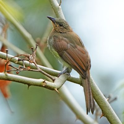 PHILIPPINE BULBUL - BYZ06721a.jpg