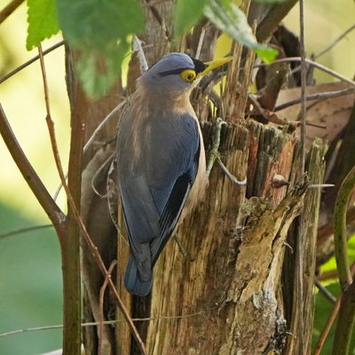 SULPHUR-BILLED NUTHATCH - BYZ06561x.jpg
