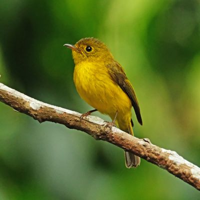 CITRINE CANARY FLYCATCHER - DSCF6780a.jpg