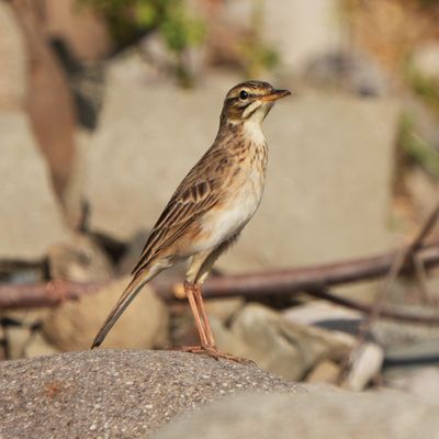 PADDYFIELD PIPIT - BYZ06369a.jpg