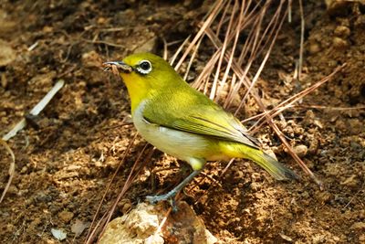 WARBLING WHITE-EYE - DSCF6787a.jpg
